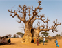 Benefiční křest kalendáře Senegal 2011 - Příběhy starého baobabu